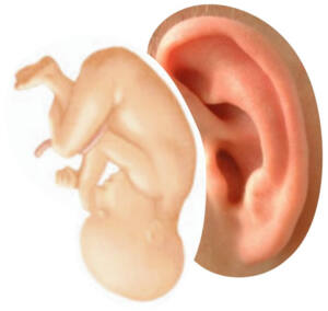 oreja_acupuntsalud-2